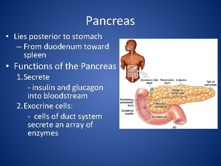 Pancreas • Lies posterior to stomach – From duodenum toward spleen • Functions of