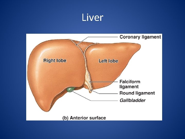 Liver 