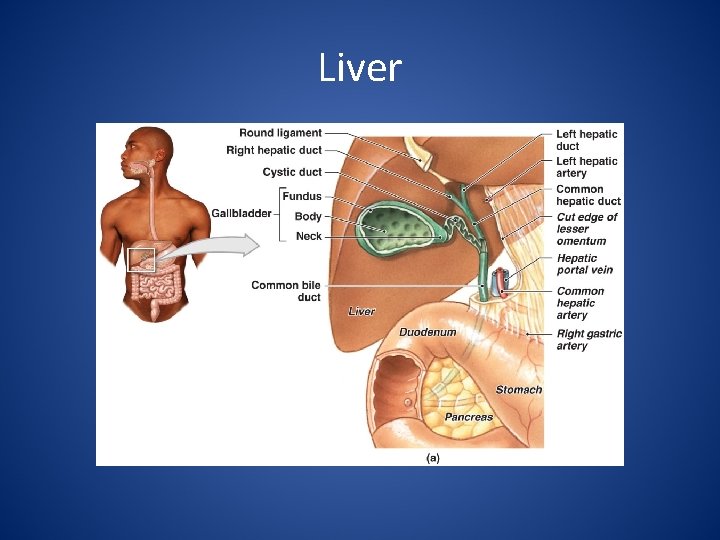 Liver 