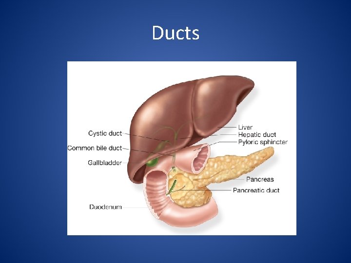 Ducts 