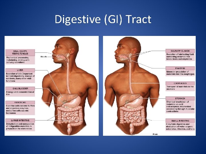 Digestive (GI) Tract 