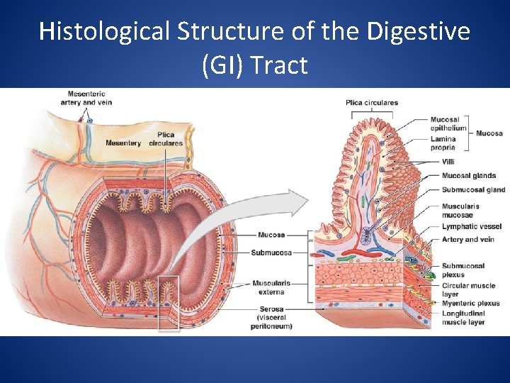 Histological Structure of the Digestive (GI) Tract 