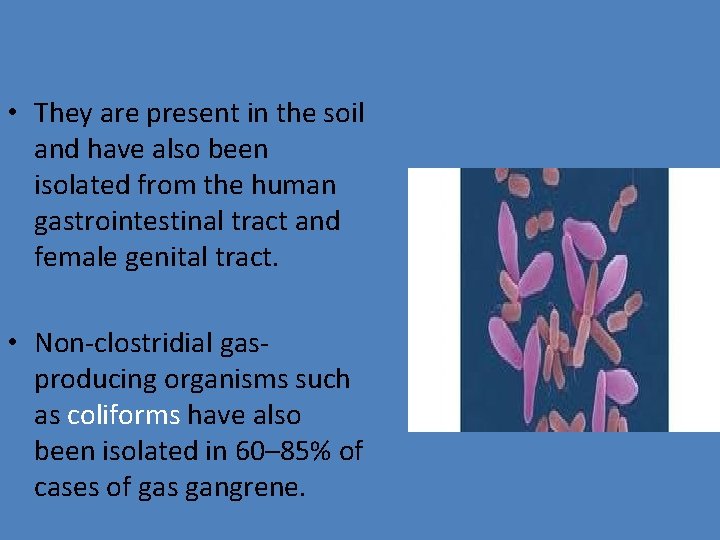  • They are present in the soil and have also been isolated from