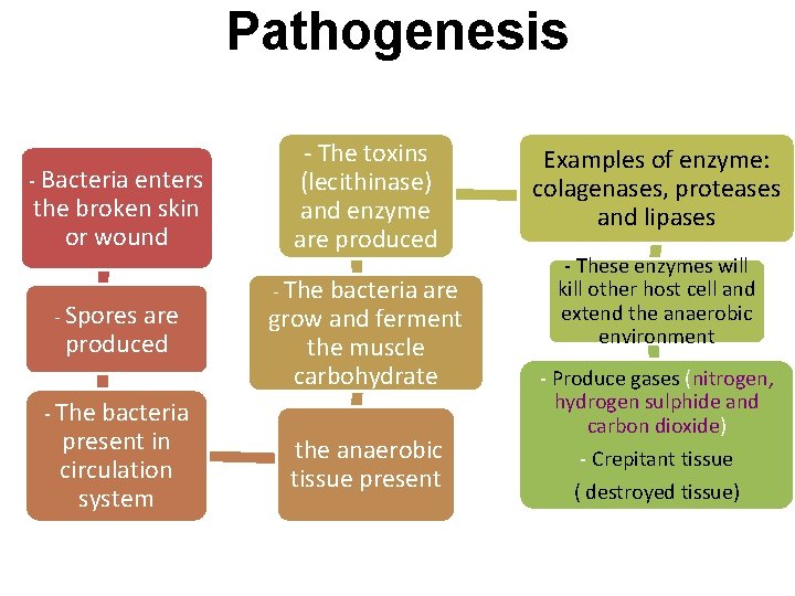 Pathogenesis - Bacteria enters the broken skin or wound - Spores are produced -