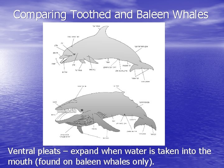 Comparing Toothed and Baleen Whales Ventral pleats – expand when water is taken into