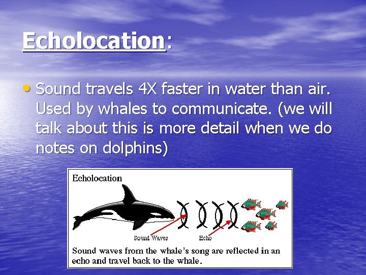 Echolocation: • Sound travels 4 X faster in water than air. Used by whales