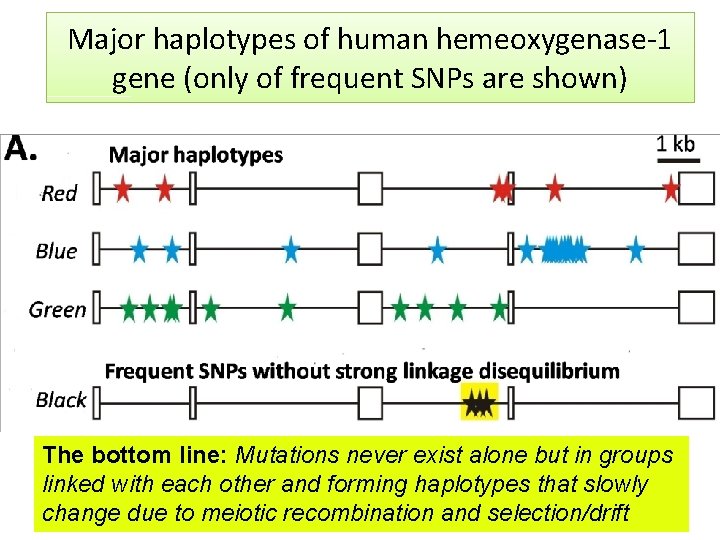 Major haplotypes of human hemeoxygenase-1 gene (only of frequent SNPs are shown) The bottom