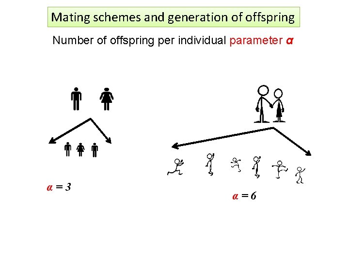 Mating schemes and generation of offspring Number of offspring per individual parameter α α=3