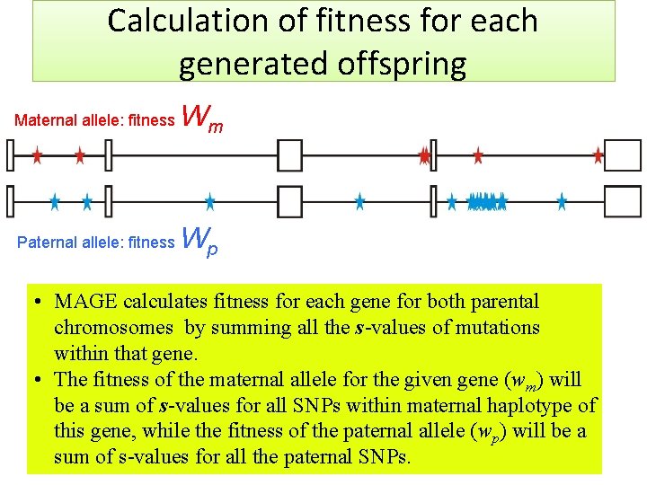 Calculation of fitness for each generated offspring Maternal allele: fitness Wm Paternal allele: fitness