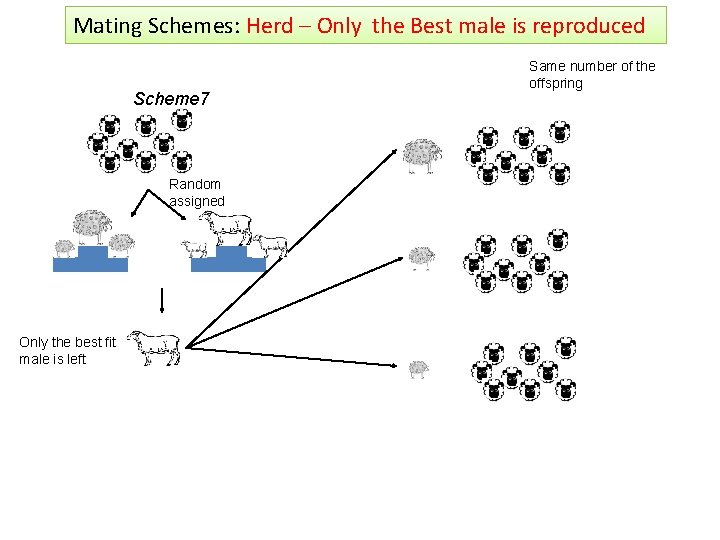 Mating Schemes: Herd – Only the Best male is reproduced Scheme 7 Random assigned