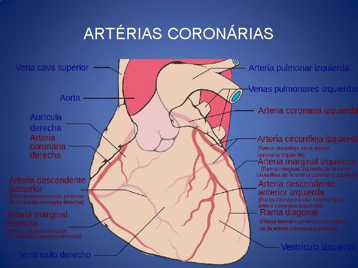 ARTÉRIAS CORONÁRIAS 