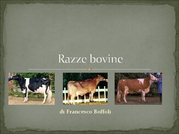 Razze bovine di Francesco Boffoli 