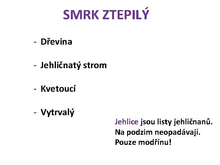 SMRK ZTEPILÝ - Dřevina - Jehličnatý strom - Kvetoucí - Vytrvalý Jehlice jsou listy