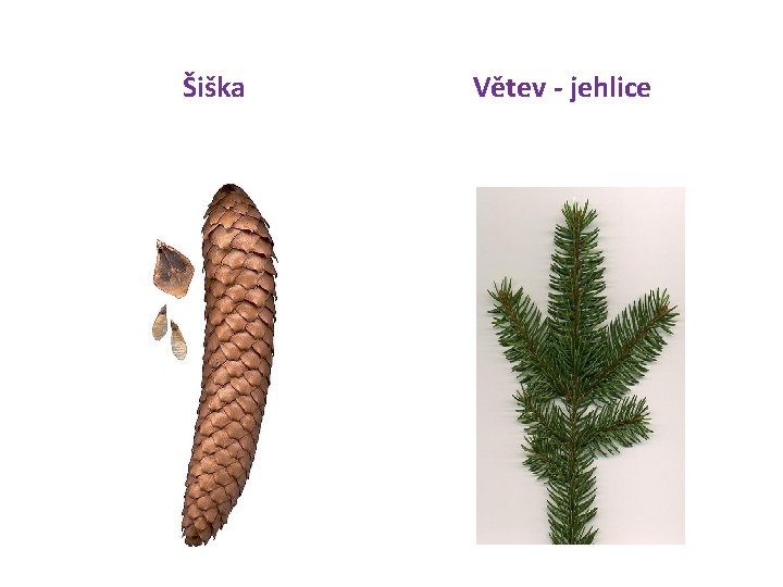 Šiška Větev - jehlice 