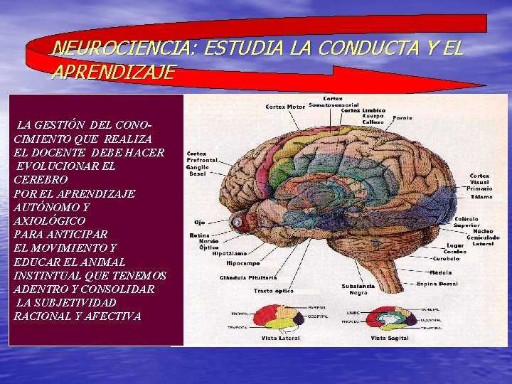 NEUROCIENCIA: ESTUDIA LA CONDUCTA Y EL APRENDIZAJE LA GESTIÓN DEL CONOCIMIENTO QUE REALIZA EL