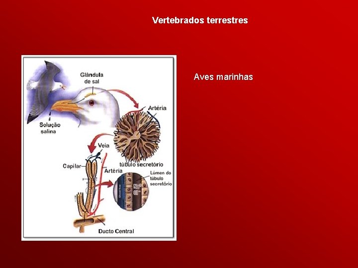 Vertebrados terrestres Aves marinhas 