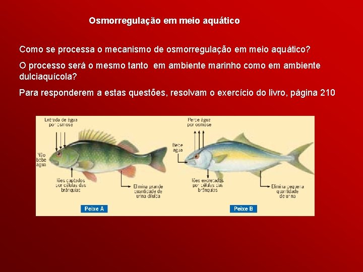 Osmorregulação em meio aquático Como se processa o mecanismo de osmorregulação em meio aquático?