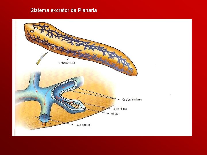 Sistema excretor da Planária 