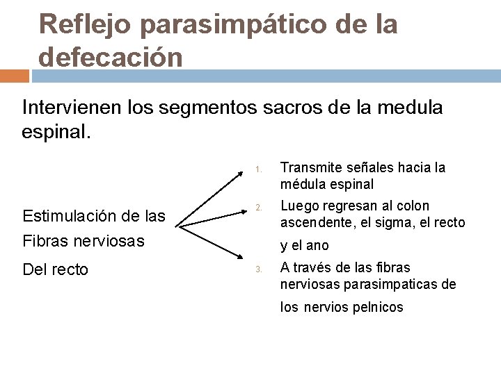 Reflejo parasimpático de la defecación Intervienen los segmentos sacros de la medula espinal. 1.