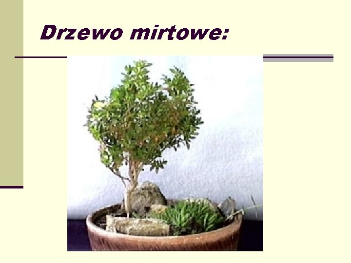 Drzewo mirtowe: 