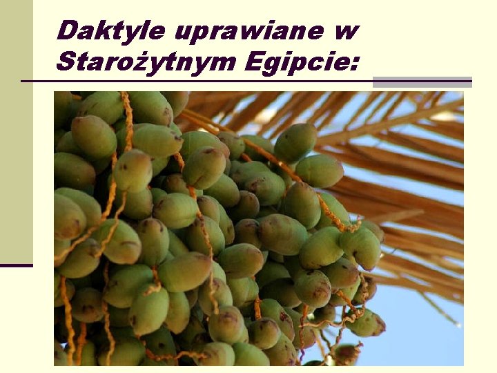 Daktyle uprawiane w Starożytnym Egipcie: 