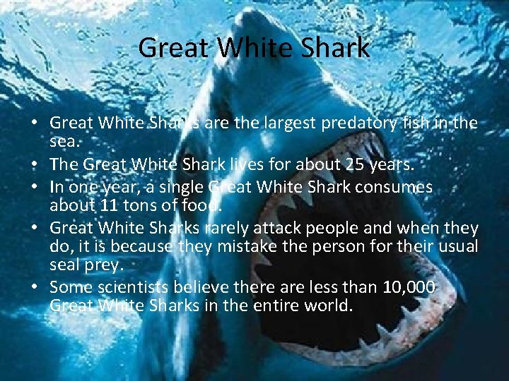 Great White Shark • Great White Sharks are the largest predatory fish in the