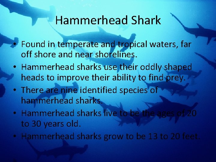 Hammerhead Shark • Found in temperate and tropical waters, far off shore and near