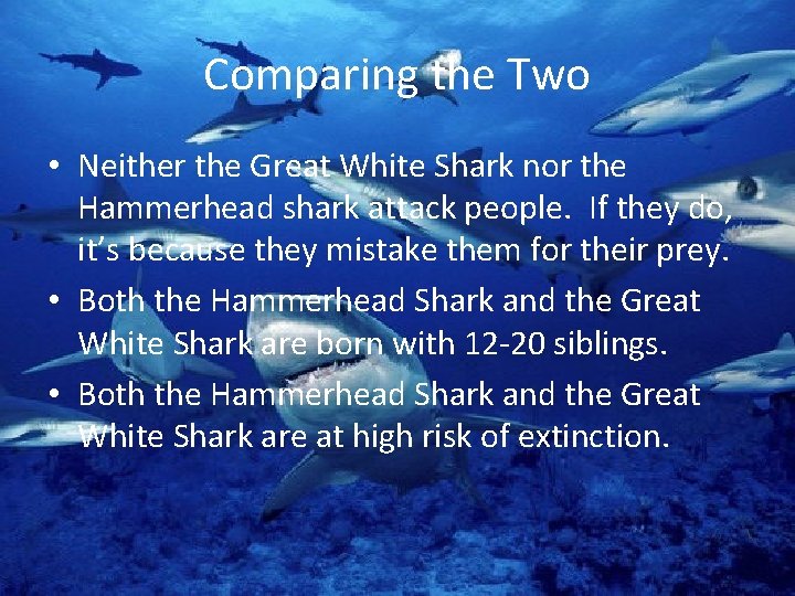 Comparing the Two • Neither the Great White Shark nor the Hammerhead shark attack