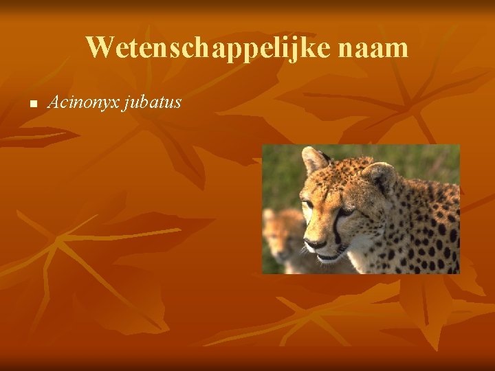 Wetenschappelijke naam n Acinonyx jubatus 