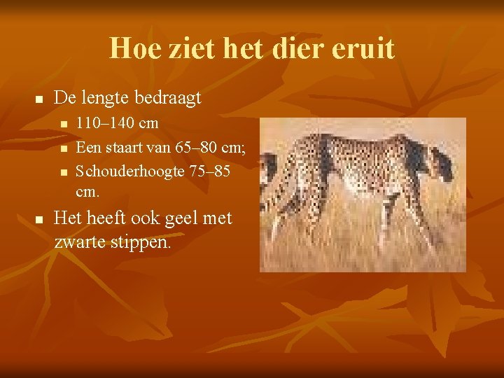 Hoe ziet het dier eruit n De lengte bedraagt n n 110– 140 cm