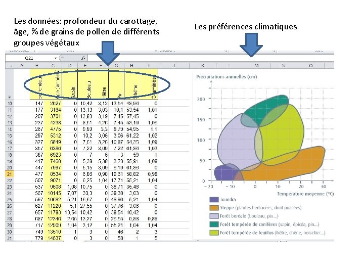 Les données: profondeur du carottage, âge, % de grains de pollen de différents groupes