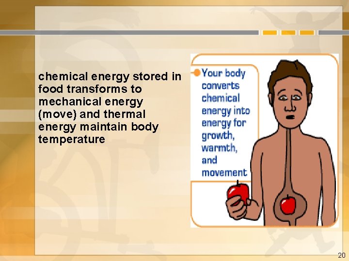 chemical energy stored in food transforms to mechanical energy (move) and thermal energy maintain