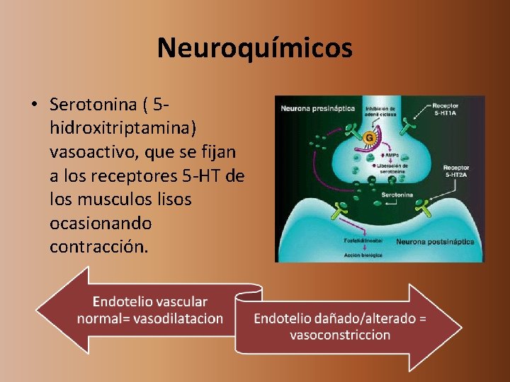Neuroquímicos • Serotonina ( 5 hidroxitriptamina) vasoactivo, que se fijan a los receptores 5