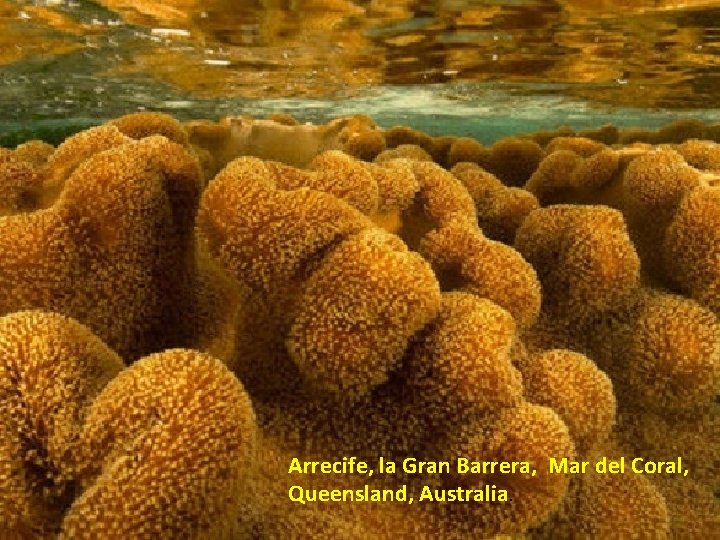 Arrecife, la Gran Barrera, Mar del Coral, Queensland, Australia. 