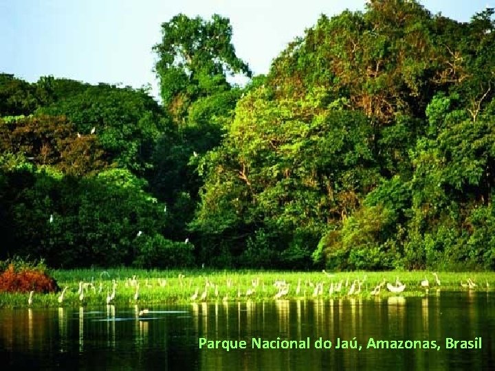 Parque Nacional do Jaú, Amazonas, Brasil 