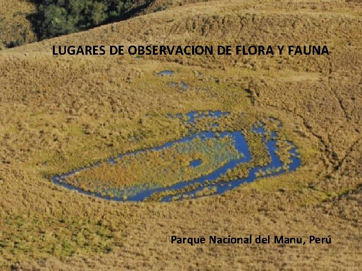 LUGARES DE OBSERVACION DE FLORA Y FAUNA Parque Nacional del Manu, Perú 
