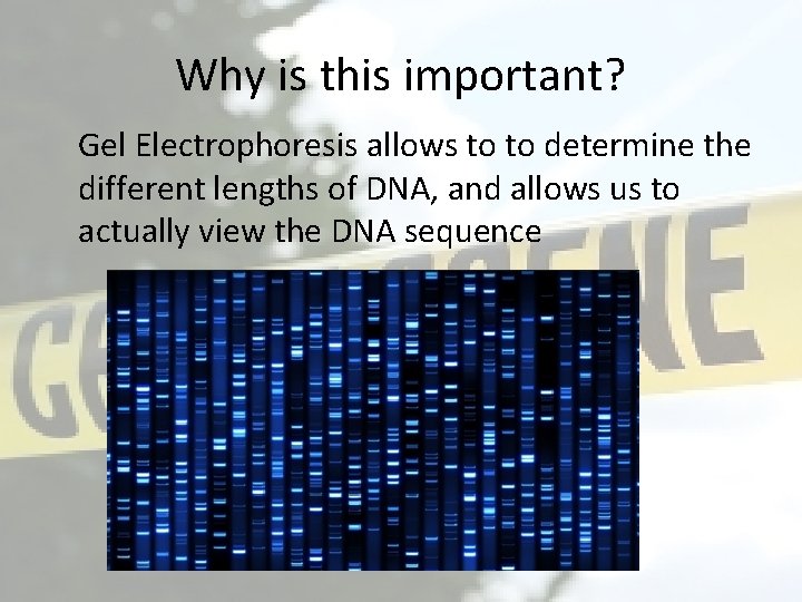 Why is this important? Gel Electrophoresis allows to to determine the different lengths of