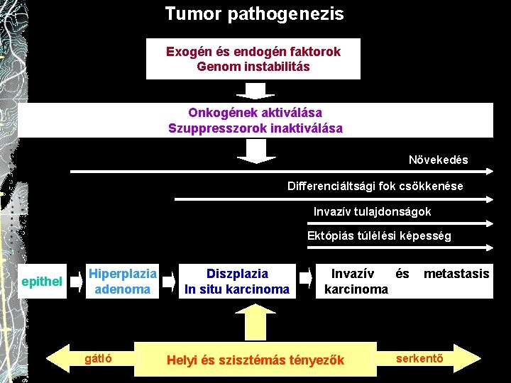 Tumor pathogenezis Exogén és endogén faktorok Genom instabilitás Onkogének aktiválása Szuppresszorok inaktiválása Növekedés Differenciáltsági