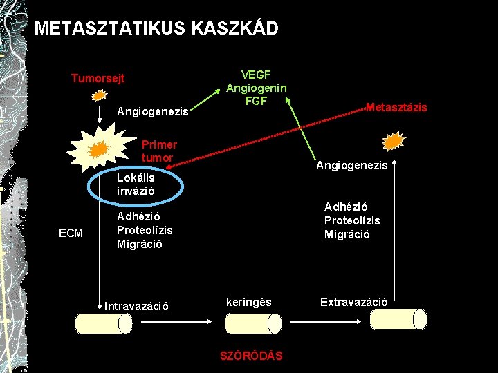 METASZTATIKUS KASZKÁD Tumorsejt Angiogenezis VEGF Angiogenin FGF Primer tumor Metasztázis Angiogenezis Lokális invázió ECM