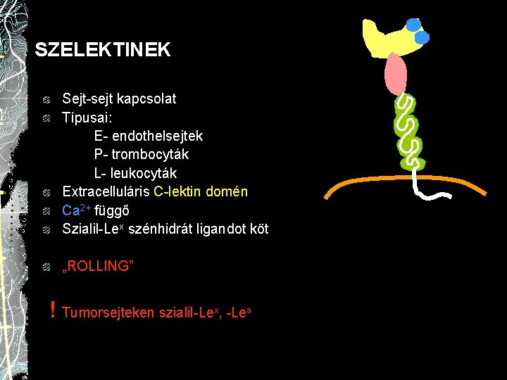 SZELEKTINEK Sejt-sejt kapcsolat Típusai: E- endothelsejtek P- trombocyták L- leukocyták Extracelluláris C-lektin domén Ca