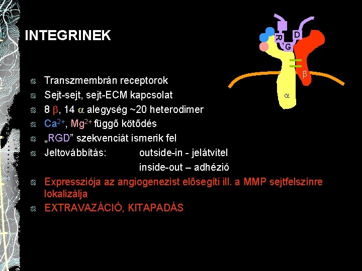 D R INTEGRINEK G Transzmembrán receptorok Sejt-sejt, sejt-ECM kapcsolat 8 , 14 alegység ~20