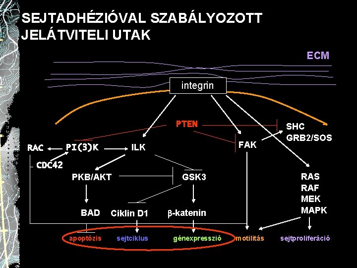 SEJTADHÉZIÓVAL SZABÁLYOZOTT JELÁTVITELI UTAK ECM integrin PTEN RAC FAK ILK PI(3)K SHC GRB 2/SOS