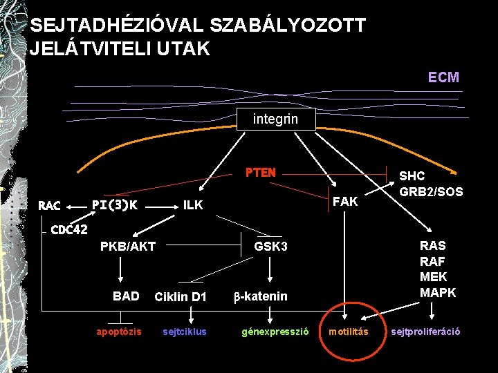 SEJTADHÉZIÓVAL SZABÁLYOZOTT JELÁTVITELI UTAK ECM integrin PTEN RAC FAK ILK PI(3)K SHC GRB 2/SOS