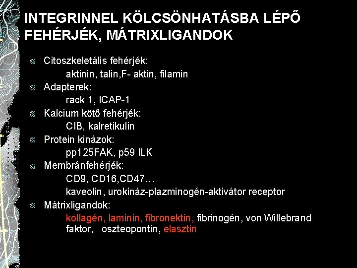 INTEGRINNEL KÖLCSÖNHATÁSBA LÉPŐ FEHÉRJÉK, MÁTRIXLIGANDOK Citoszkeletális fehérjék: aktinin, talin, F- aktin, filamin Adapterek: rack