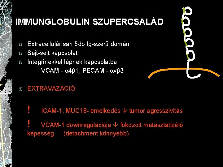 IMMUNGLOBULIN SZUPERCSALÁD Extracellulárisan 5 db Ig-szerű domén Sejt-sejt kapcsolat Integrinekkel lépnek kapcsolatba VCAM -