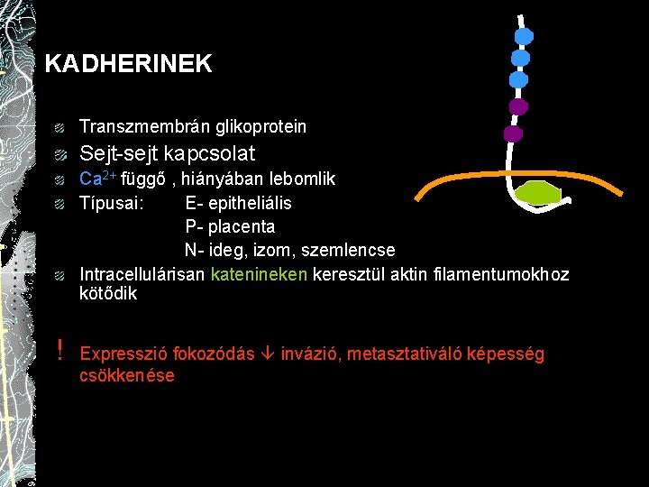 KADHERINEK Transzmembrán glikoprotein Sejt-sejt kapcsolat Ca 2+ függő , hiányában lebomlik Típusai: E- epitheliális