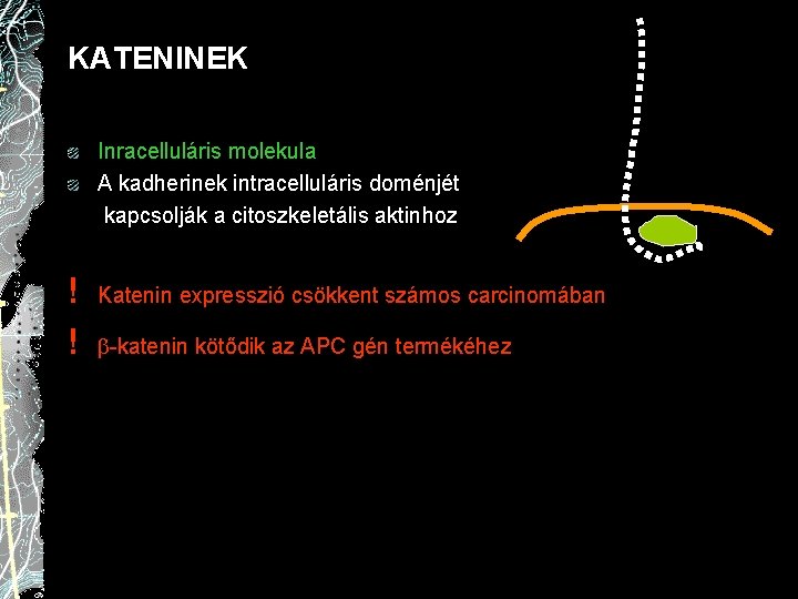 KATENINEK Inracelluláris molekula A kadherinek intracelluláris doménjét kapcsolják a citoszkeletális aktinhoz ! ! Katenin