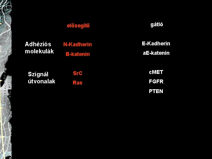 Adhéziós molekulák Szignál útvonalak elősegítő gátló N-Kadherin E-Kadherin B-katenin a. E-katenin Sr. C c.