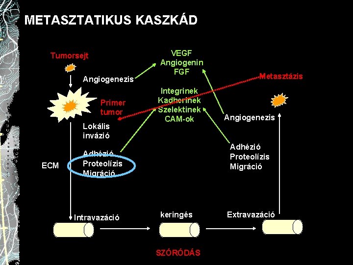 METASZTATIKUS KASZKÁD Tumorsejt Angiogenezis Primer tumor Lokális invázió ECM VEGF Angiogenin FGF Integrinek Kadherinek