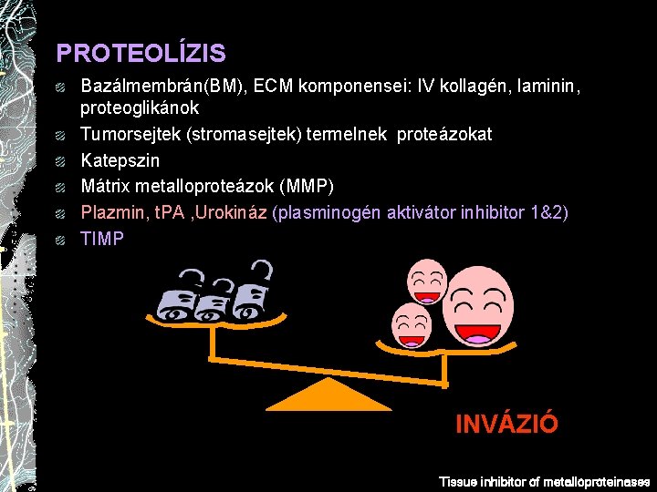 PROTEOLÍZIS Bazálmembrán(BM), ECM komponensei: IV kollagén, laminin, proteoglikánok Tumorsejtek (stromasejtek) termelnek proteázokat Katepszin Mátrix